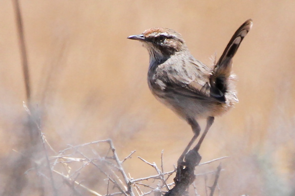 Rufous Fieldwren (Calamanthus campestris)